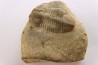Blainia gregaria - Cambrien moyen - Conosauga Fmt  - Alabama - USA