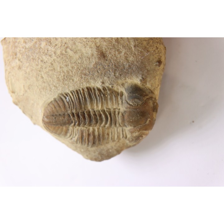 Blainia gregaria - Middle Cambrian - Conosauga Fmt  - Alabama - USA