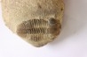 Blainia gregaria - Middle Cambrian - Conosauga Fmt - Alabama - USA