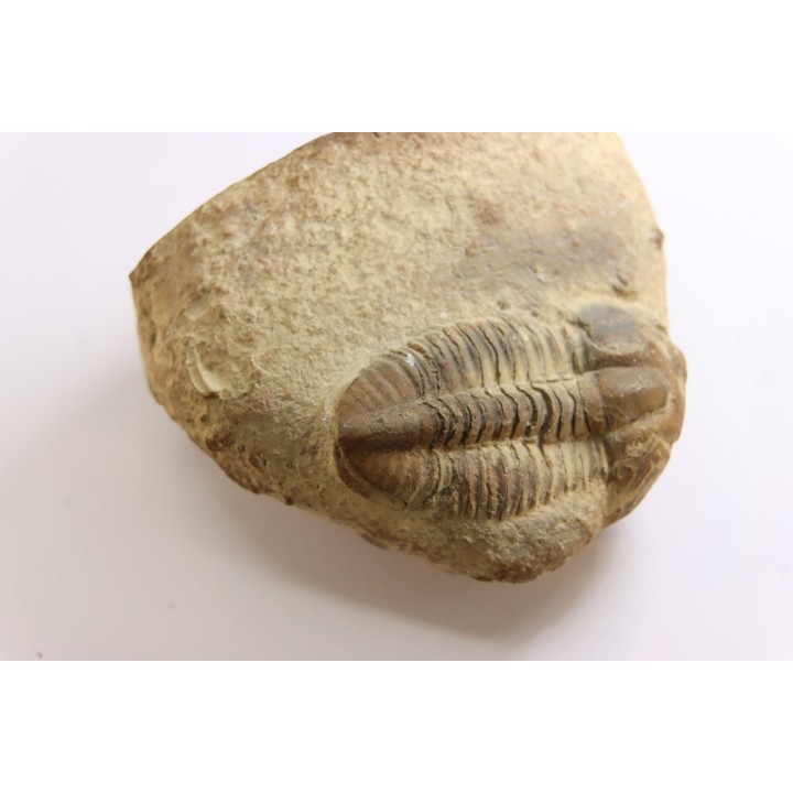 Blainia gregaria - Cambrien moyen - Conosauga Fmt  - Alabama - USA