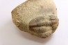 Blainia gregaria - Middle Cambrian - Conosauga Fmt - Alabama - USA