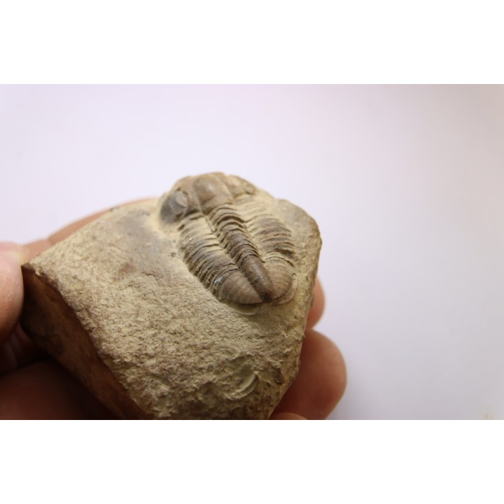 Blainia gregaria - Middle Cambrian - Conosauga Fmt  - Alabama - USA