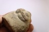 Blainia gregaria - Middle Cambrian - Conosauga Fmt - Alabama - USA