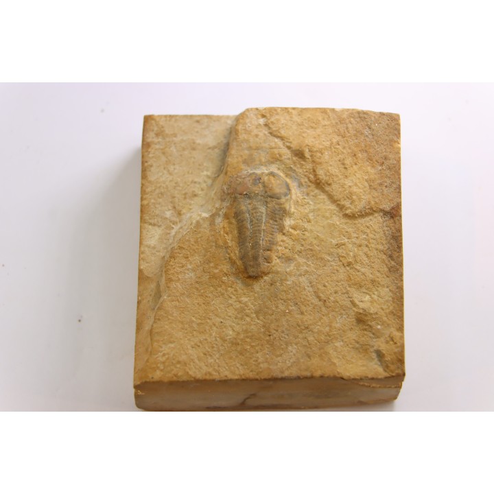 Menomonia sahratiani - Cambrien - Weeks Fmt - House Range, Utah - USA