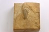 Menomonia sahratiani - Cambrian - Weeks Fmt - House Range, Utah - USA