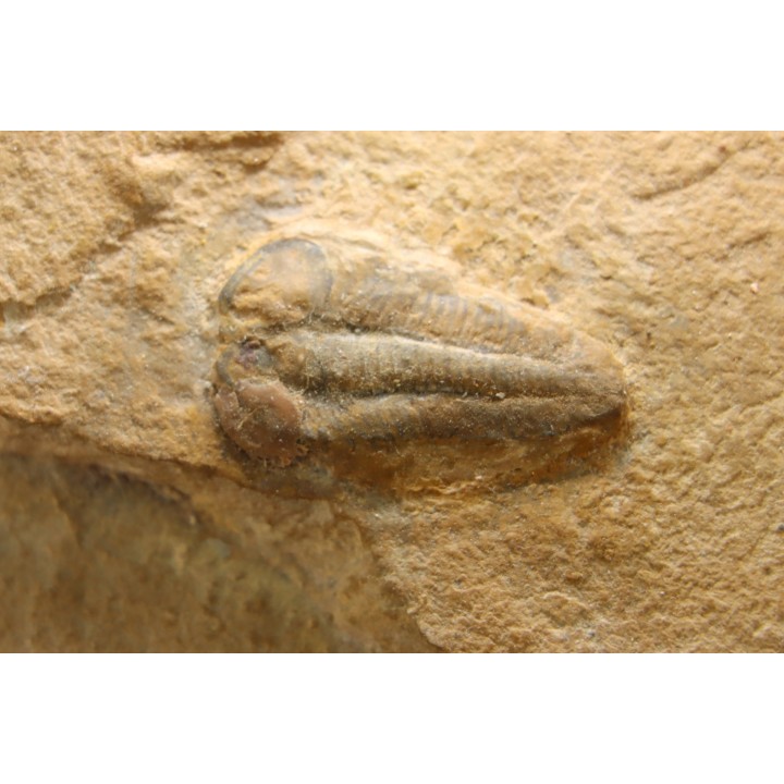 Menomonia sahratiani - Cambrien - Weeks Fmt - House Range, Utah - USA