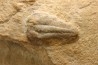 Menomonia sahratiani - Cambrian - Weeks Fmt - House Range, Utah - USA