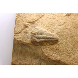 Menomonia sahratiani - Cambrian - Weeks Fmt - House Range, Utah - USA