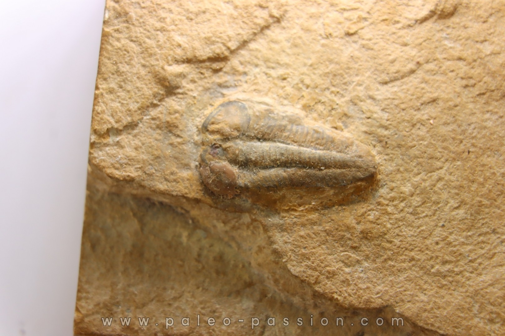 Menomonia sahratiani - Cambrian - Weeks Fmt - House Range, Utah - USA