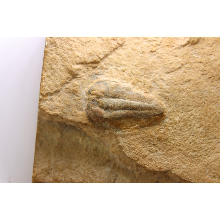 Menomonia sahratiani - Cambrien - Weeks Fmt - House Range, Utah - USA