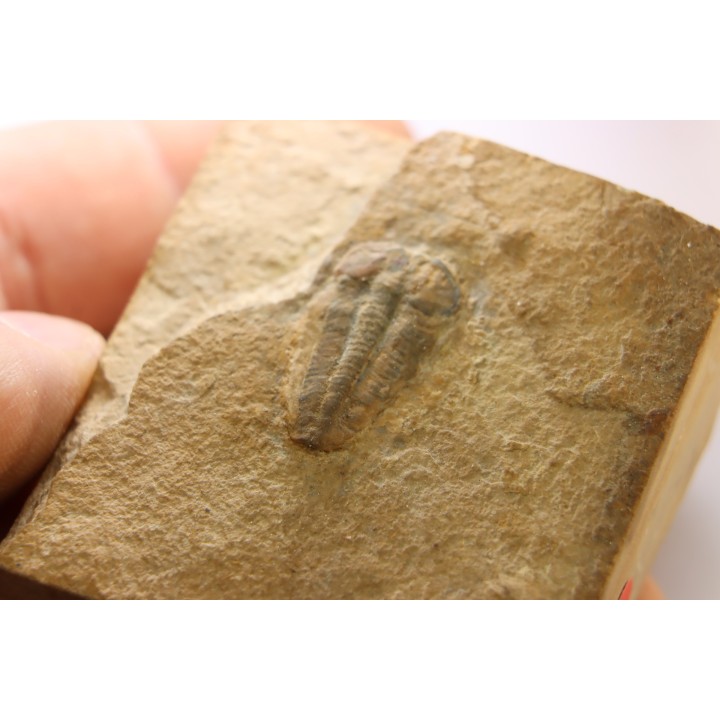 Menomonia sahratiani - Cambrien - Weeks Fmt - House Range, Utah - USA