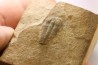 Menomonia sahratiani - Cambrien - Weeks Fmt - House Range, Utah - USA