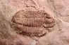 Leiostegium manitouensis - L. Ordovician - Mantinou Fmt - Missouri Gulch, Colorado- USA