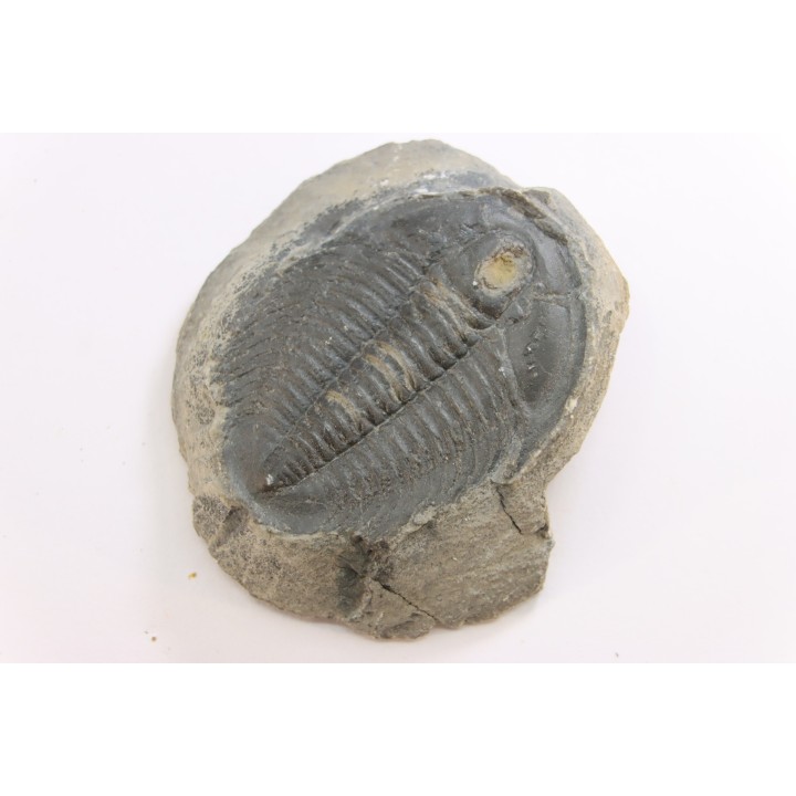 LABIOSTRIA WESTROPI - Cambrien supérieur - Mc Kay Group, Cranbrook, British Colombia, CANADA