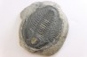LABIOSTRIA WESTROPI - upper Cambrium - Mc Kay Group, Cranbrook, British Colombia, CANADA