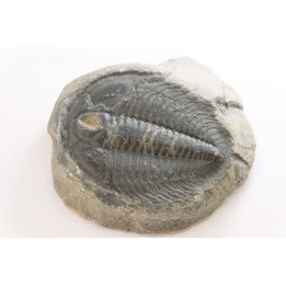LABIOSTRIA WESTROPI - Cambrien supérieur - Mc Kay Group, Cranbrook, British Colombia, CANADA