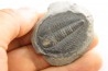LABIOSTRIA WESTROPI - upper Cambrium - Mc Kay Group, Cranbrook, British Colombia, CANADA