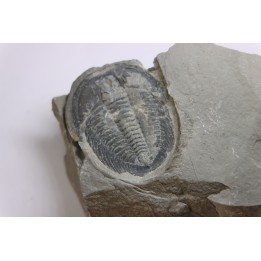 LABIOSTRIA WESTROPI - Cambrien supérieur - Mc Kay Group, Cranbrook, British Colombia, CANADA