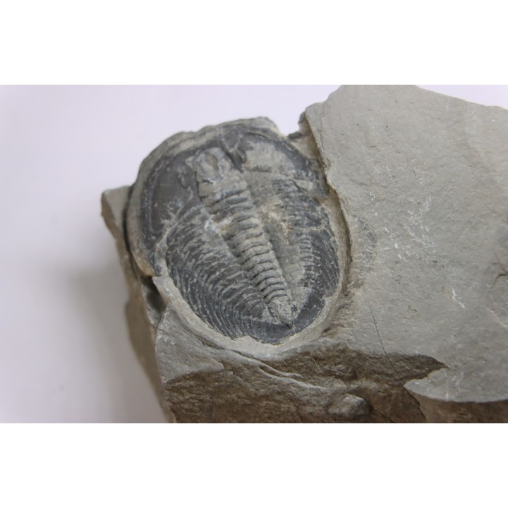 LABIOSTRIA WESTROPI - Cambrien supérieur - Mc Kay Group, Cranbrook, British Colombia, CANADA