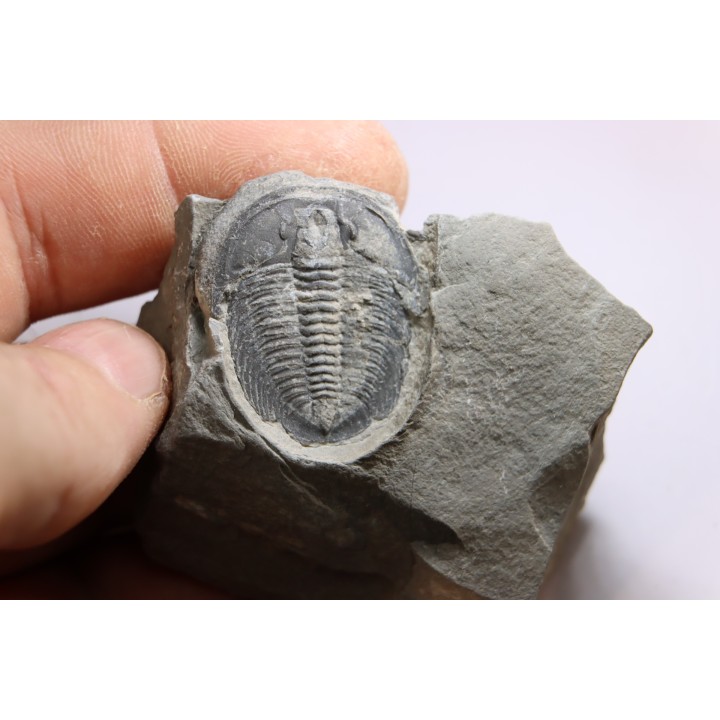 LABIOSTRIA WESTROPI - Cambrien supérieur - Mc Kay Group, Cranbrook, British Colombia, CANADA