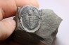 LABIOSTRIA WESTROPI - Cambrien supérieur - Mc Kay Group, Cranbrook, British Colombia, CANADA