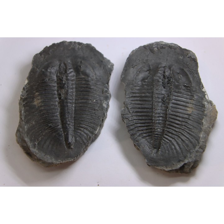 PTEROCEPHALIA NORFORDI - upper Cambrium - Mc Kay Group, Cranbrook, British Colombia, CANADA