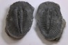 PTEROCEPHALIA NORFORDI - upper Cambrium - Mc Kay Group, Cranbrook, British Colombia, CANADA