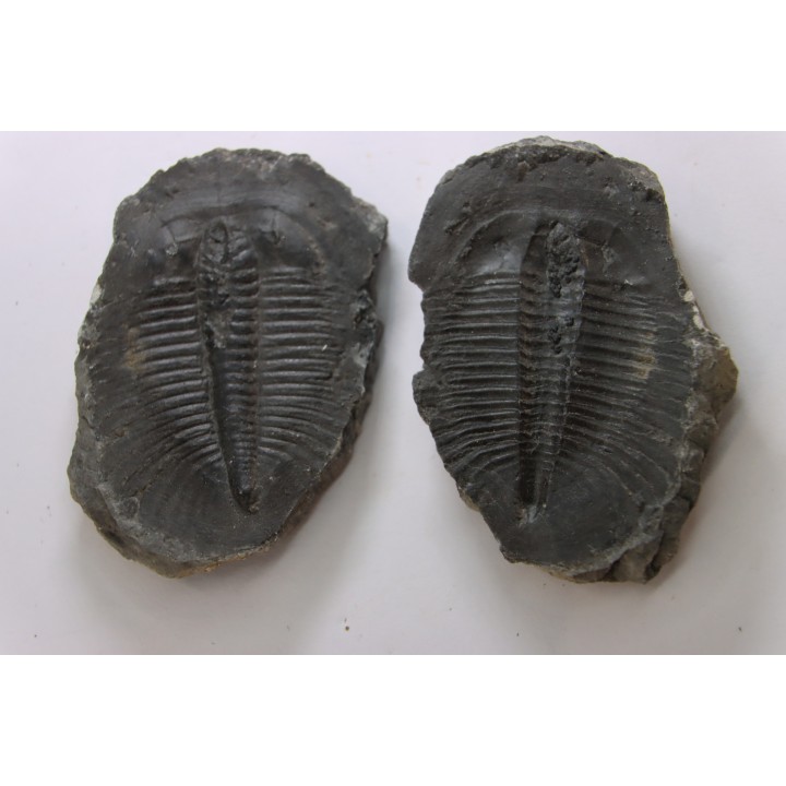 PTEROCEPHALIA NORFORDI - upper Cambrium - Mc Kay Group, Cranbrook, British Colombia, CANADA