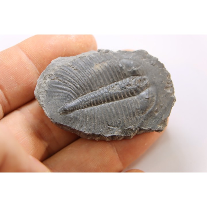 PTEROCEPHALIA NORFORDI - upper Cambrium - Mc Kay Group, Cranbrook, British Colombia, CANADA