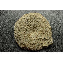 Hyalotragos patella - Oxfordian - Raix-Ruffec, FRANCE