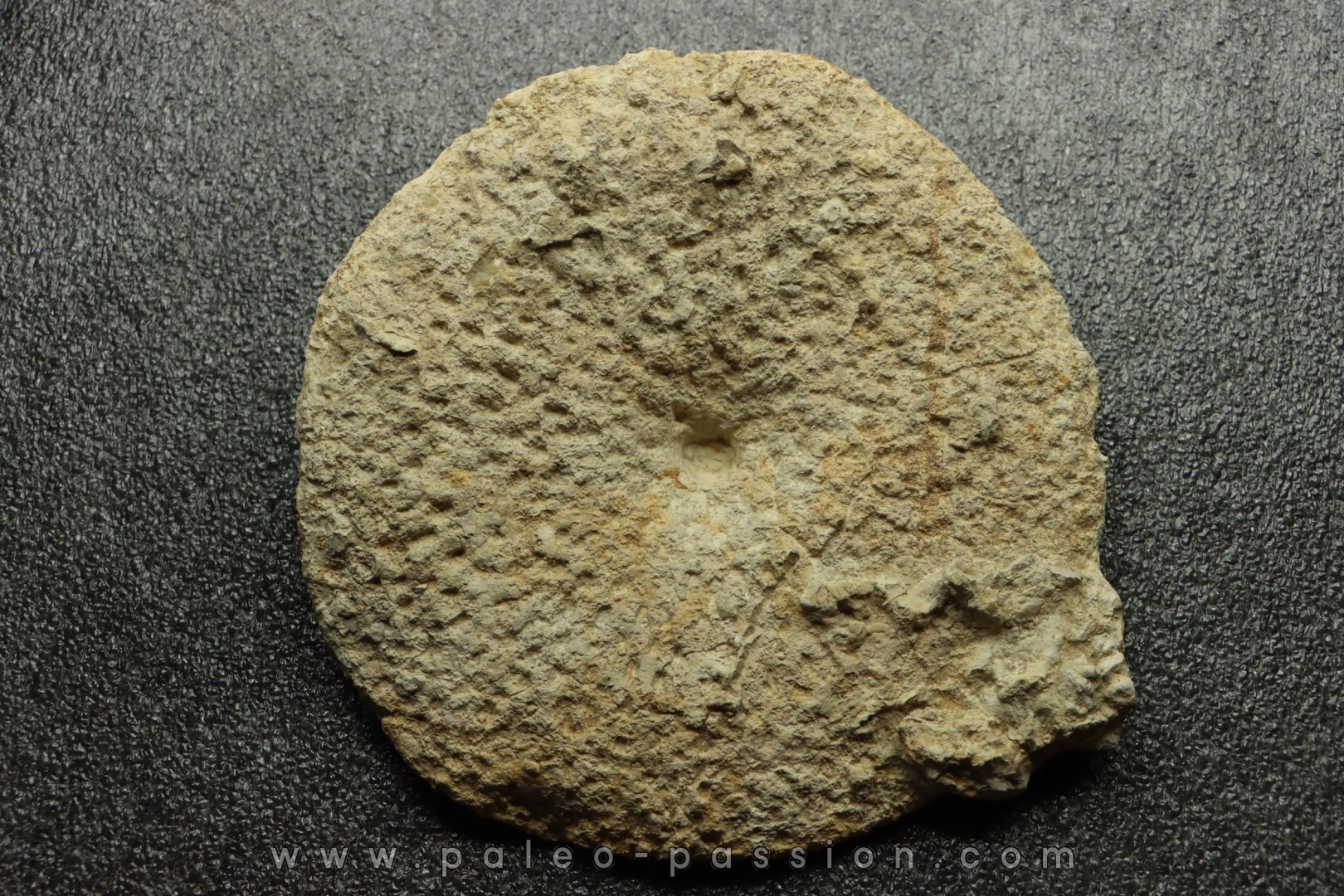 Hyalotragos patella - Oxfordian - Raix-Ruffec, FRANCE