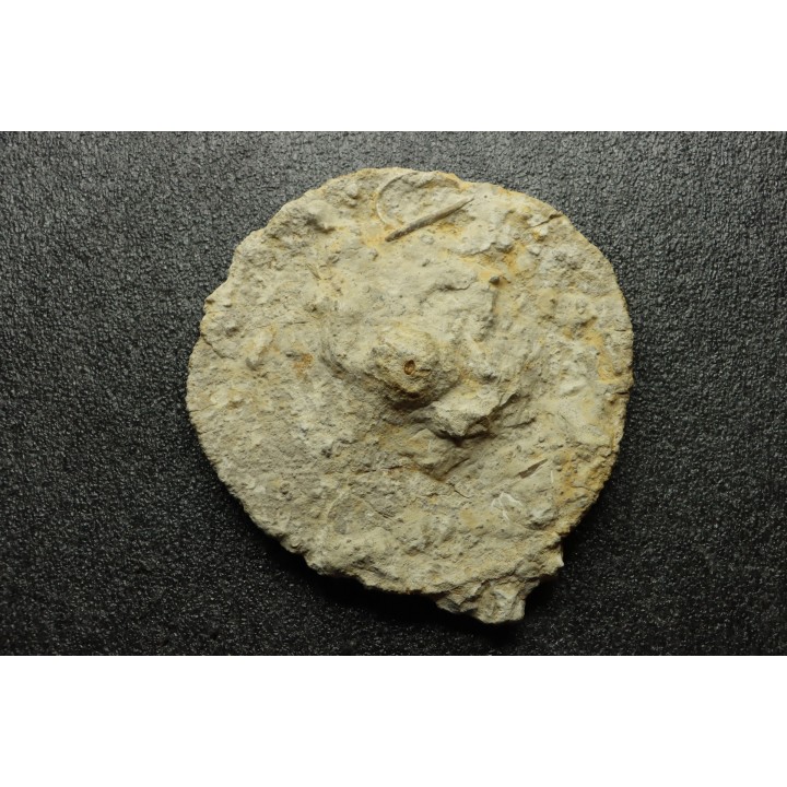 Hyalotragos patella - Oxfordian - Raix-Ruffec, FRANCE