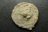 Hyalotragos patella - Oxfordien - Raix-Ruffec, FRANCE