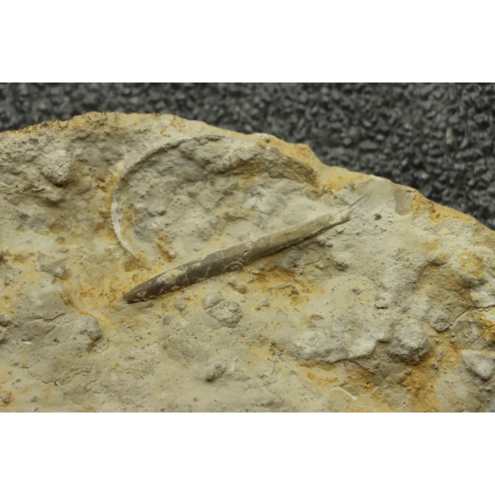 Hyalotragos patella - Oxfordian - Raix-Ruffec, FRANCE