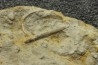 Hyalotragos patella - Oxfordian - Raix-Ruffec, FRANCE