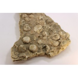 dalle à BRACHIOPODES: DICTYOCLOSTUS ARCUATUS - Mississippian - Kinderhook Fmt - Le Grand, IA - USA