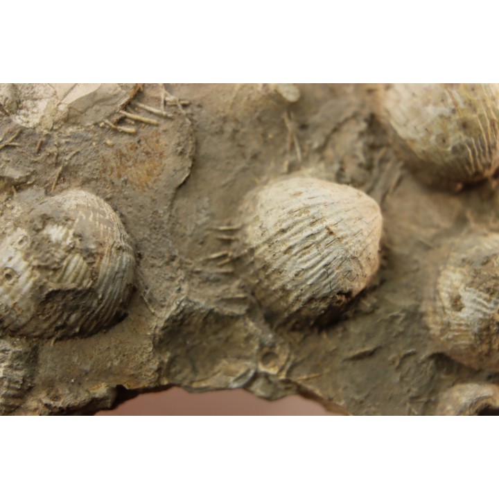 dalle à BRACHIOPODES: DICTYOCLOSTUS ARCUATUS - Mississippian - Kinderhook Fmt - Le Grand, IA - USA