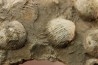 dalle à BRACHIOPODES: DICTYOCLOSTUS ARCUATUS - Mississippian - Kinderhook Fmt - Le Grand, IA - USA