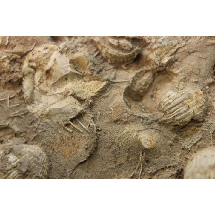dalle à BRACHIOPODES: DICTYOCLOSTUS ARCUATUS - Mississippian - Kinderhook Fmt - Le Grand, IA - USA
