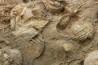 dalle à BRACHIOPODES: DICTYOCLOSTUS ARCUATUS - Mississippian - Kinderhook Fmt - Le Grand, IA - USA