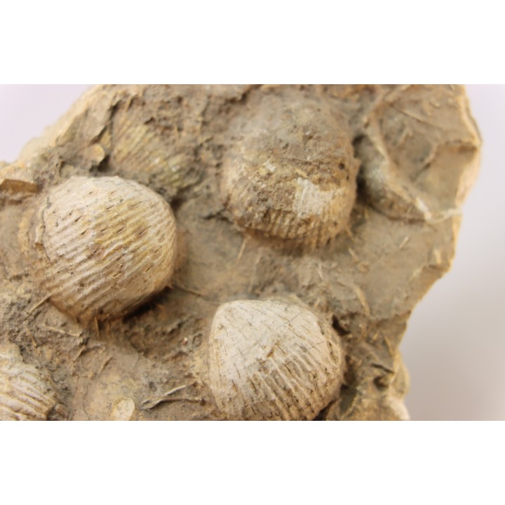 dalle à BRACHIOPODES: DICTYOCLOSTUS ARCUATUS - Mississippian - Kinderhook Fmt - Le Grand, IA - USA