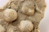 dalle à BRACHIOPODES: DICTYOCLOSTUS ARCUATUS - Mississippian - Kinderhook Fmt - Le Grand, IA - USA