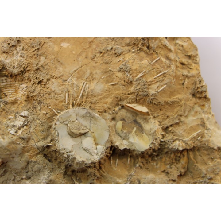 dalle à BRACHIOPODES: DICTYOCLOSTUS ARCUATUS - Mississippian - Kinderhook Fmt - Le Grand, IA - USA