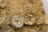 dalle à BRACHIOPODES: DICTYOCLOSTUS ARCUATUS - Mississippian - Kinderhook Fmt - Le Grand, IA - USA