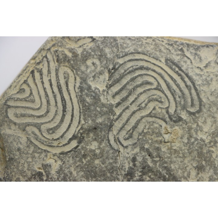 Helminthoides labyrinthica - crétacé - Embrun, France