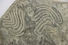 Helminthoides labyrinthica - cretaceous - Embrun area, France