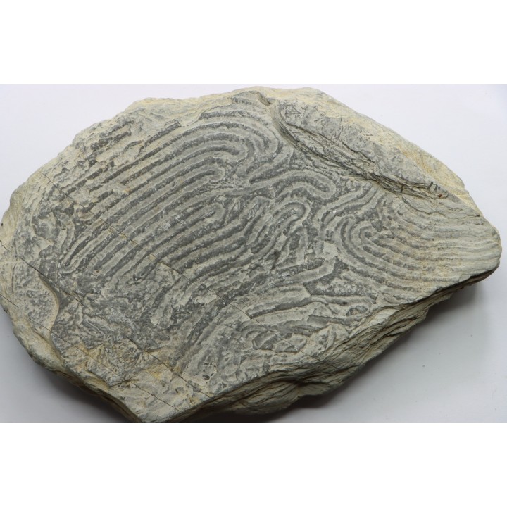 Helminthoides labyrinthica - crétacé - Embrun, France