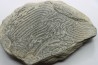 Helminthoides labyrinthica - cretaceous - Embrun area, France