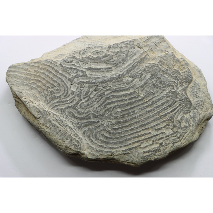 Helminthoides labyrinthica - crétacé - Embrun, France