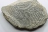 Helminthoides labyrinthica - crétacé - Embrun, France